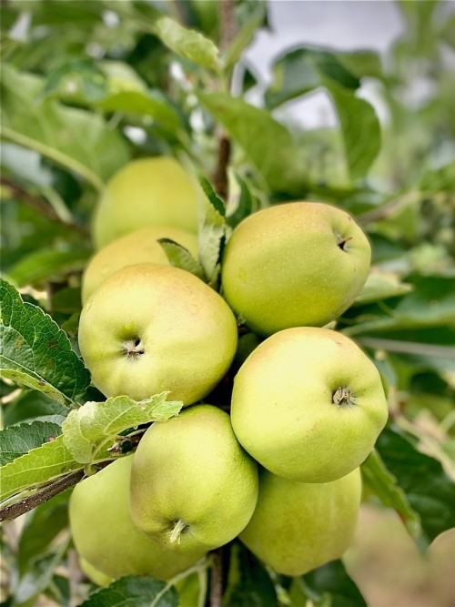 Mere Golden delicious Eco