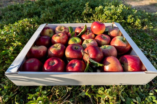 Mere Jonathan ECO ladita 3 kg